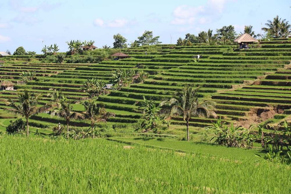 the jatiluwih paddy field in bali