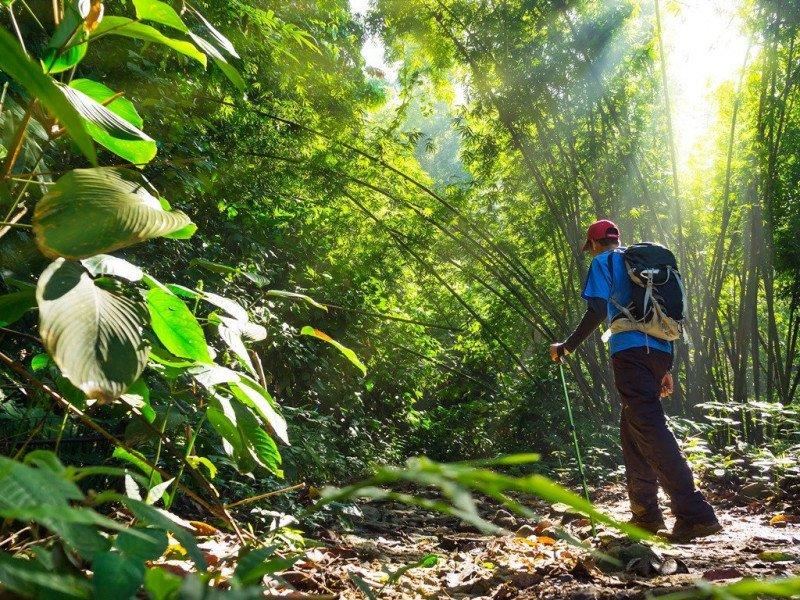 you'll get into the cameron highlands jungle with a guide