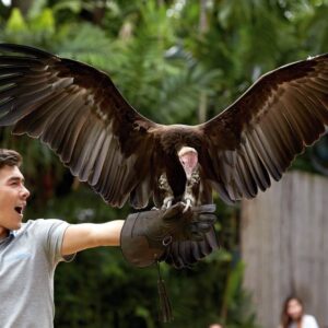 eagles are one of the highlights of this jurong bird park of singapore