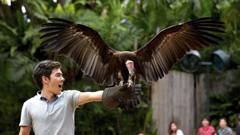 eagles are one of the highlights of this jurong bird park of singapore