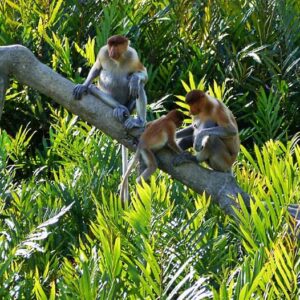 kawa-kawa river cruise lets you see the proboscis monkey that is native only to Borneo