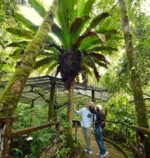 KINABALU PARK - SABAH (2015) the kinabalu park tour ticket lets you rare plants in the foot of the mountain