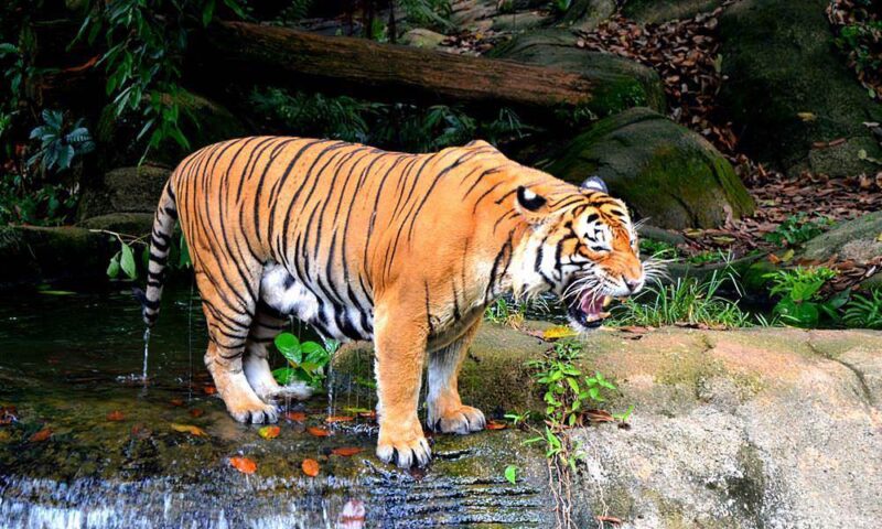 a melaka zoo ticket lets you see the malayan tiger - a rare endangered species in the world