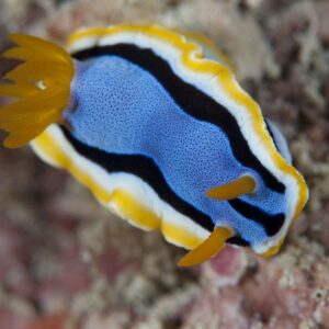 mantanani snorkeling tour plus the kawa kawa wetland may let you see marine lives such as this