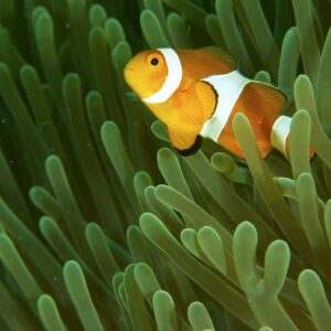 mantanani snorkeling tour or trip will let you see marine lives like this nemo fish
