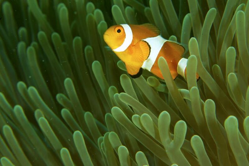 mantanani snorkeling tour or trip will let you see marine lives like this nemo fish