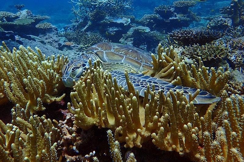 sea turtles is one of the marine lives you can see in your mantanani island trip