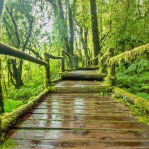 some of the wooden platform you would walk on during your mossy forest tour in the cameron highlands
