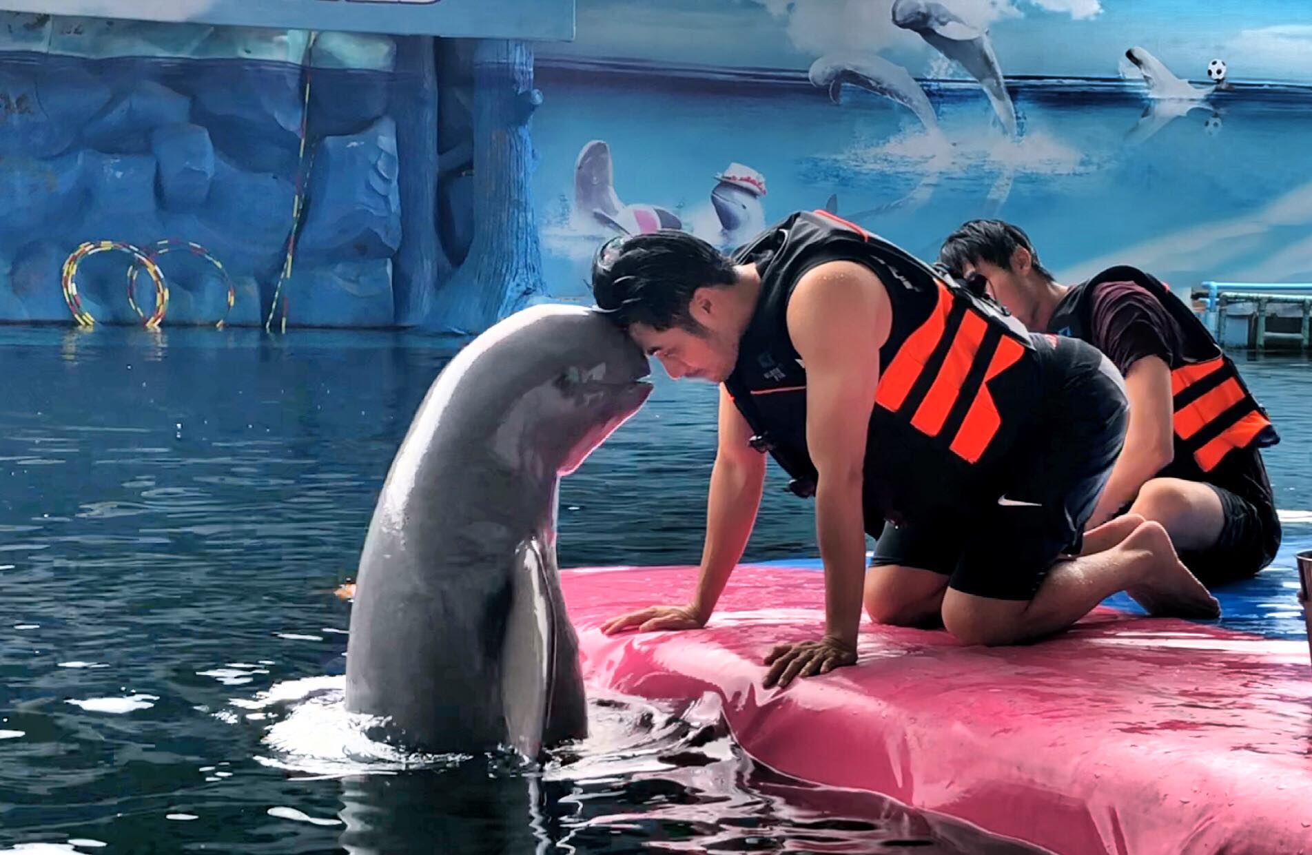 Pattaya Dolphin World Tickets Price 2023 + [Promotions / Online Discounts]