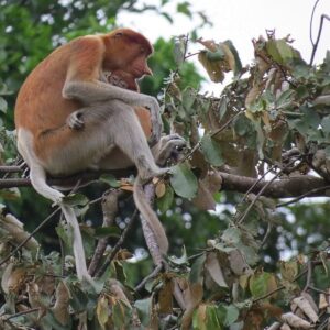 the proboscis monkeys in the bako national park sarawak is usually spotted around the riverbanks area