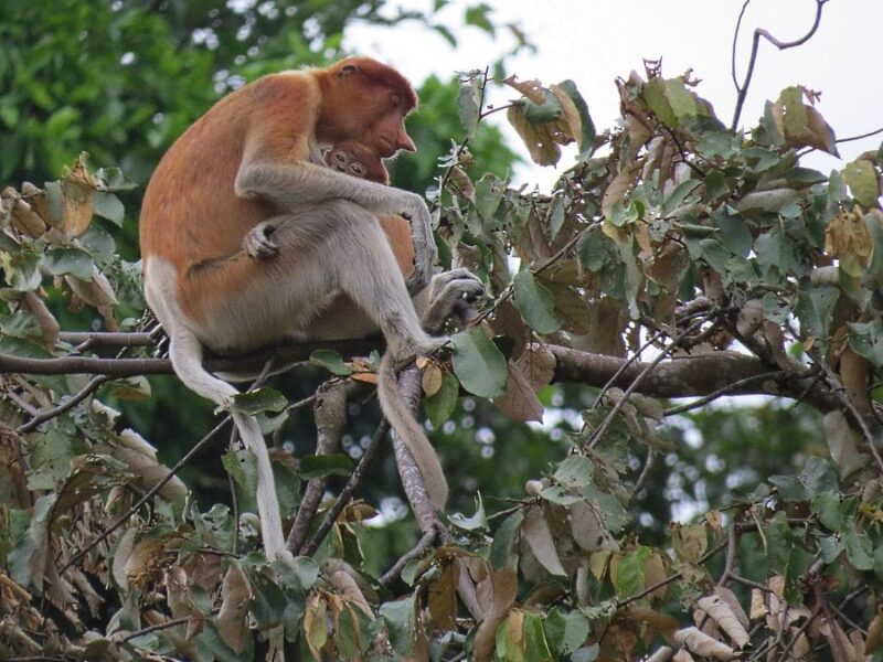 the proboscis monkeys in the bako national park sarawak is usually spotted around the riverbanks area
