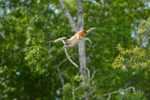 proboscis-monkey-kawakawa-wetland-tour-sabah the proboscis monkey is only found in borneo and going on this mantanani and kawa kawa cruise is a perfect way to see both the monkey and marine lives