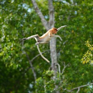 proboscis monkey are endemic to borneo and you may spot them during your weston cruise tour in sabah malaysia
