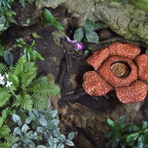 rafflesia flower cameron highlands tour