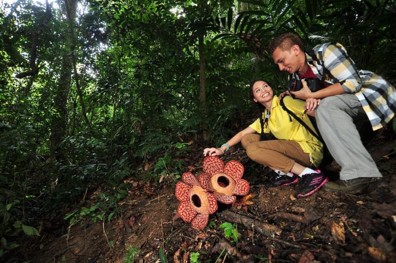 royal belum national park tour in perak is a great way to explore nature and see flora and fauna like the rafflesia flower like this