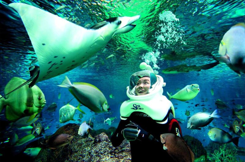 sea aquarium singapore ticket lets you see underwater world in singapore