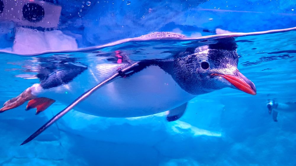 penguin is also one of the birds that you may see in the sea life bangkok ocean world