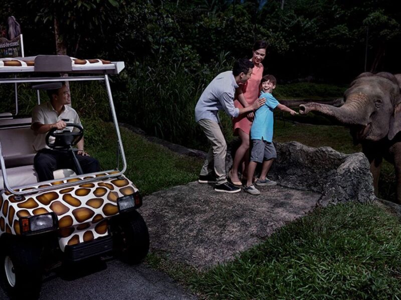 singapore-night-safari-adventure-tour the singapore night safari is best visited with family