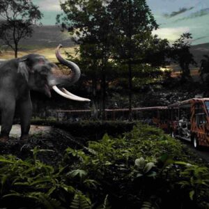 with the singapore night safari ticket you may see animals in the safari when they are most active - from birds and snakes to elephants