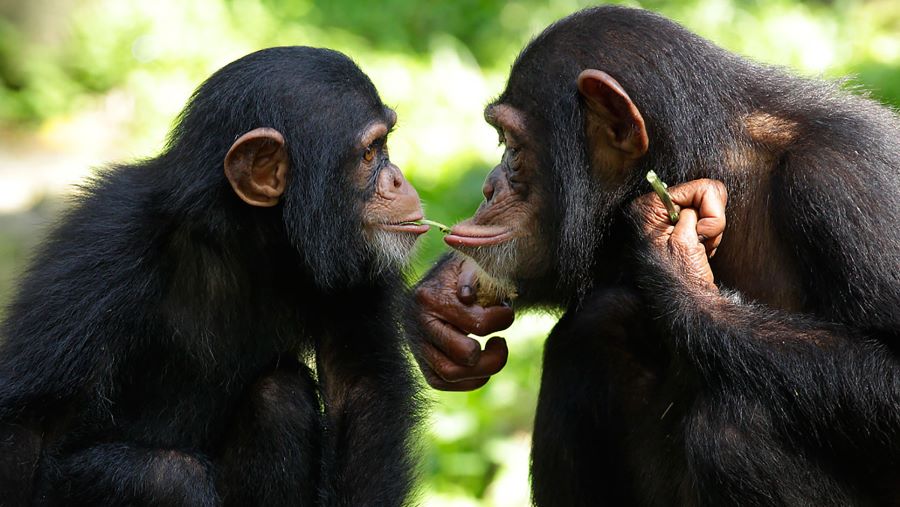 the spore zoo is also home to one of the biggest primate area in southeast asia's zoo