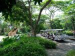 with the singapore zoo tickets you get to see a huge number of wild life in a wild class southeast asian zoo