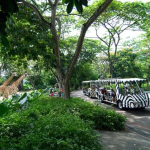 with the singapore zoo tickets you get to see a huge number of wild life in a wild class southeast asian zoo