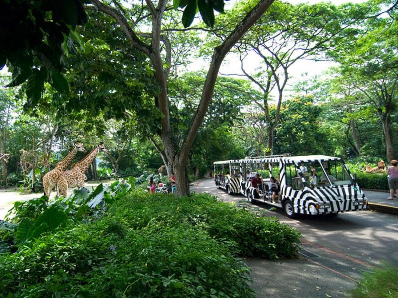 with the singapore zoo tickets you get to see a huge number of wild life in a wild class southeast asian zoo