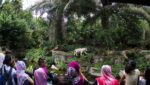 the white tiger is one of the highlight of your singapore zoo