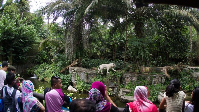 the white tiger is one of the highlight of your singapore zoo