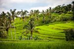 jatiluwih-rice-plantation-bali-tour the famous jatiluwih rice plantation in bali that you can see during this bali tour