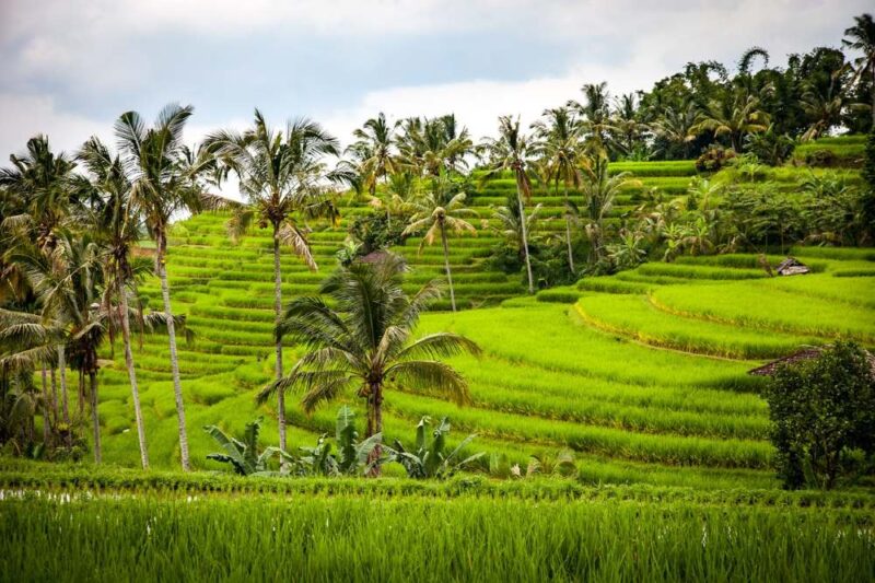 the famous jatiluwih rice plantation in bali that you can see during this bali tour