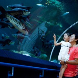 with the underwater world pattaya ticket you may enter this oceanarium with your family