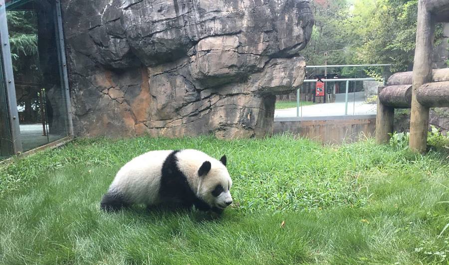 panda in the USA zoo