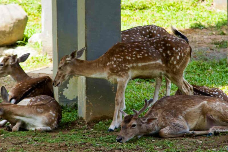 deer park kl ( has been closed)