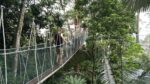 frim canopy walk kuala lumpur