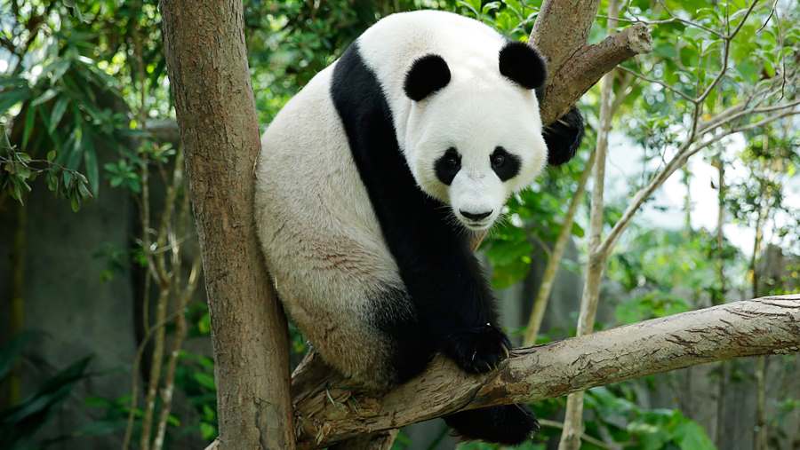 Singapore's panda live in the biggest panda enclosure in the Southeast Asia