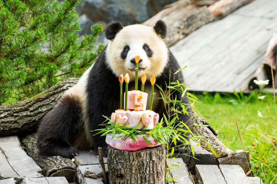 meng meng on her birthday. the berlin zoo is the zoo with panda in germany