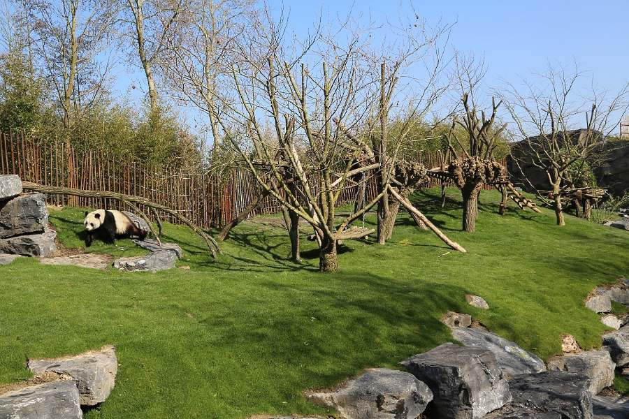 panda in the belgium private zoo