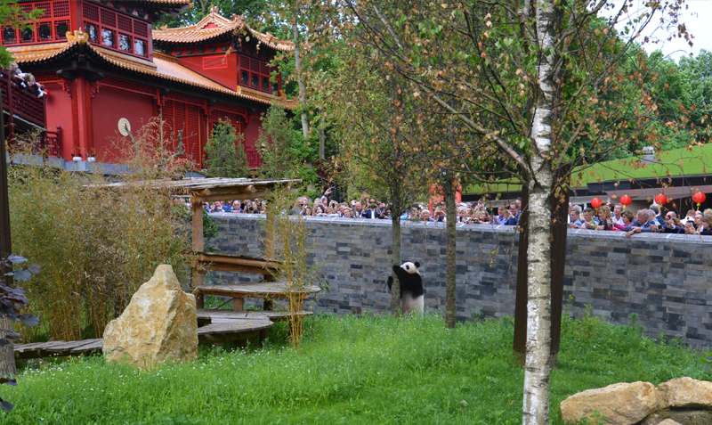The Ouwehand's panda enclosure is one of the most lavish one in the planet.