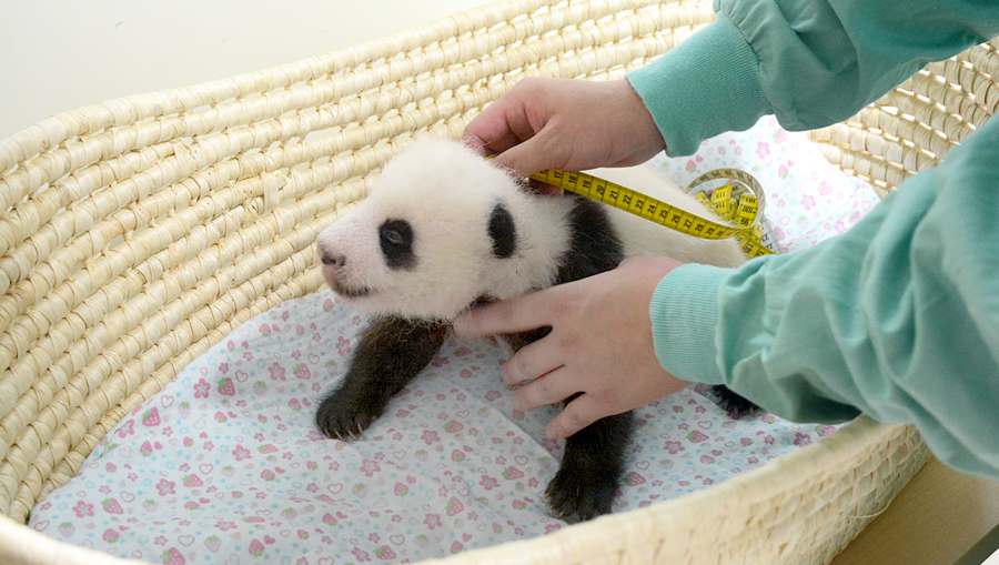 baby panda in the japan zoo