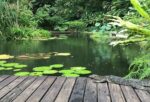 a small lake in the penang spice garden teluk bahang