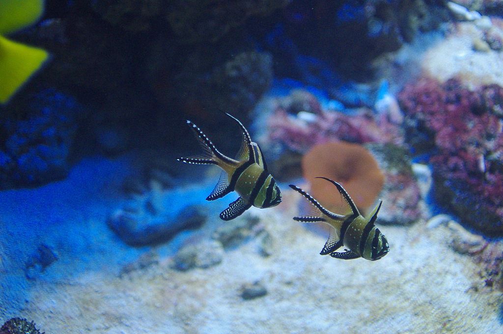 Aquaria KLCC's Cage Rage Tickets Price 2024 + [Promotions / Online