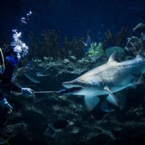aquaria klcc shark feeding