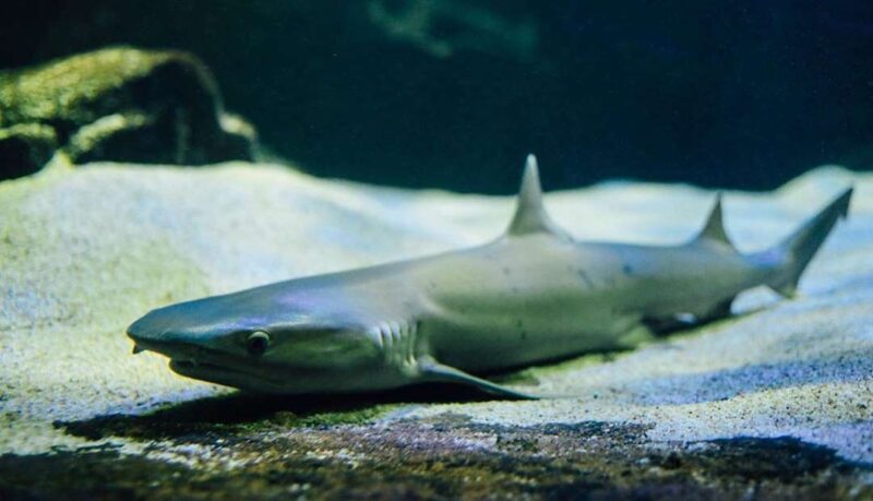 baby shark you can see with underwater world langkawi ticket