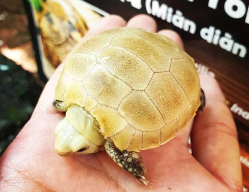 baby turtle in farm in the city petting zoo kl