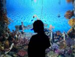 bangkok ocean world corals to see with a discount ticket bangkok ocean world corals to see with a discount ticket