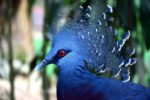 blue bird in the kl bird park blue bird in the kl bird park