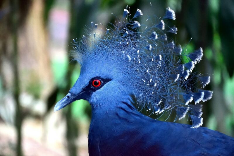 blue bird in the kl bird park