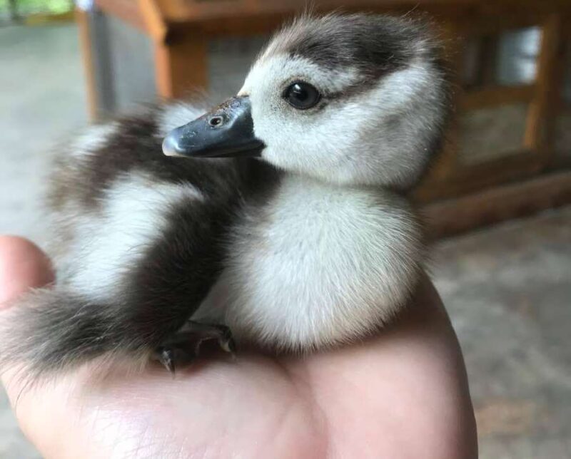 duckling in farm in the city petting zoo