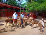 feeding deers in langkawi's wildlife park